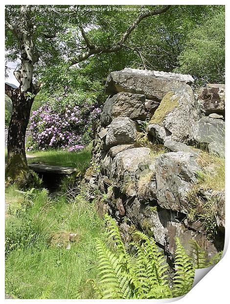 Stone Wall with Rhododendrons Print by Paul Williams