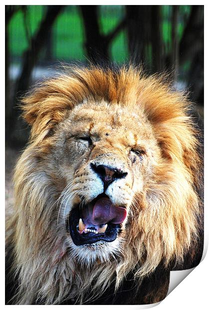 Roaring Lion Print by Sarah Griffiths