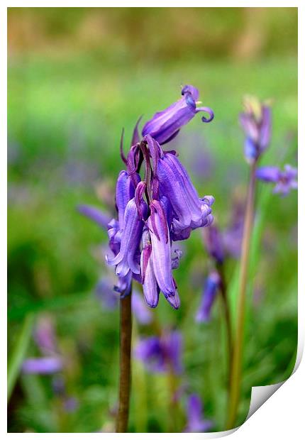 Bluebell Print by Sarah Griffiths