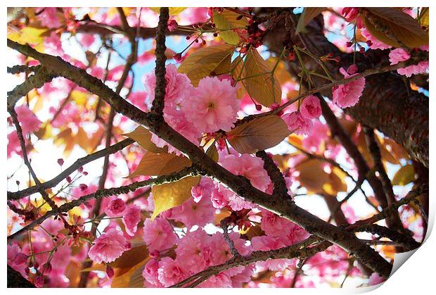 Cherry Blossom Tree Print by Sarah Griffiths