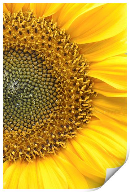 Sunflower Print by Sarah Griffiths