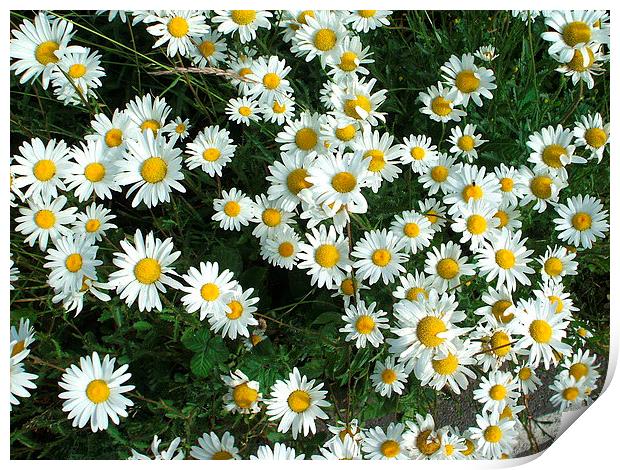 Daisies Print by Tim Scott