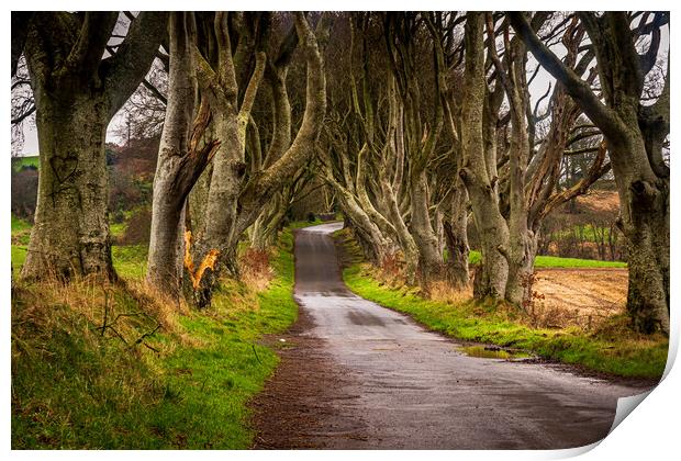 The Dark Hedges County Antrim Northern Ireland Print by Chris Curry