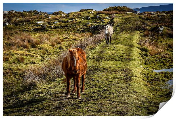 Horses Greeting in Rosbeg Donegal Ireland Print by Chris Curry