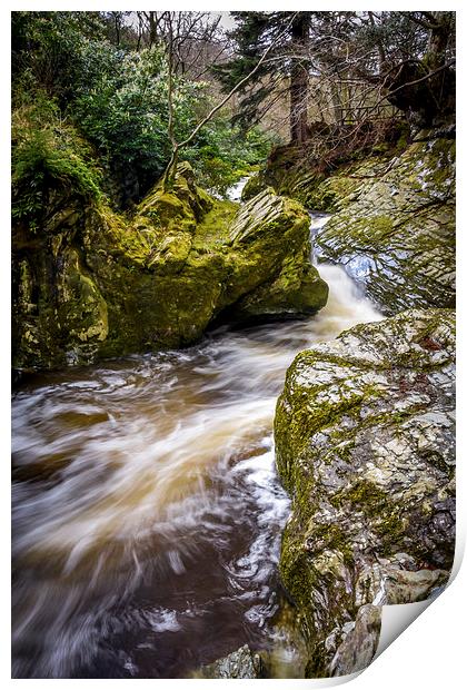  Tollymore Forest, Mournes, Northerm Ireland Game  Print by Chris Curry