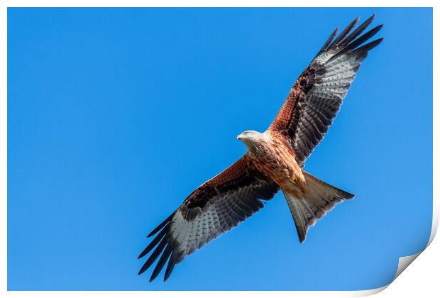 Red Kite Under a Blue Sky Print by Dave Wood