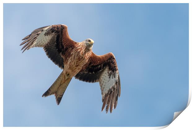 A close up of a red kite flying in the sky Print by Dave Wood