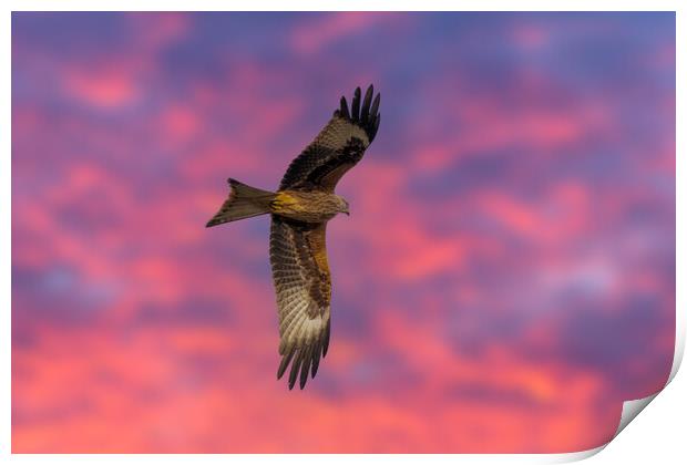 Red Kite Red Sky Print by Dave Wood