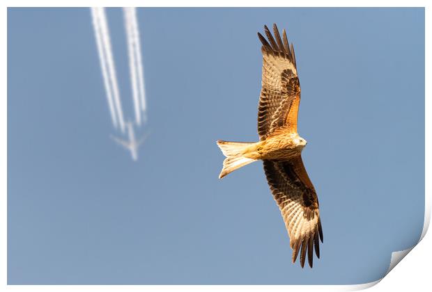 Red Kite and Airplane Print by Dave Wood