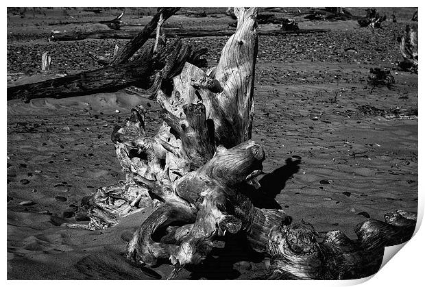 Beached Driftwood Print by Ian Pettman