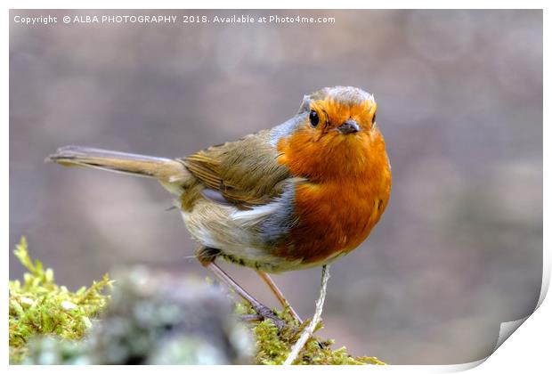 Robin Red Breast Print by ALBA PHOTOGRAPHY