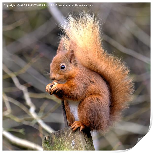 The Red Squirrel Print by ALBA PHOTOGRAPHY