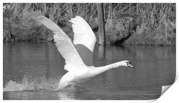 Swan Flight Print by Rob Seales