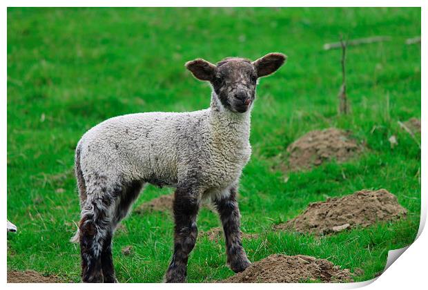 Little Lamb Print by Rob Seales