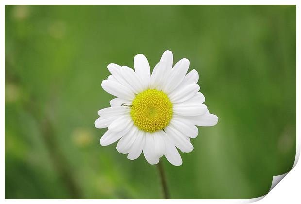 Giant Daisy Print by Rob Seales