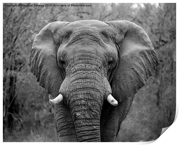  Elephant Eyes Print by Stephen Stookey