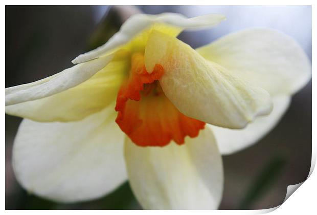 Shy Daffodil Print by Rebecca Hansen