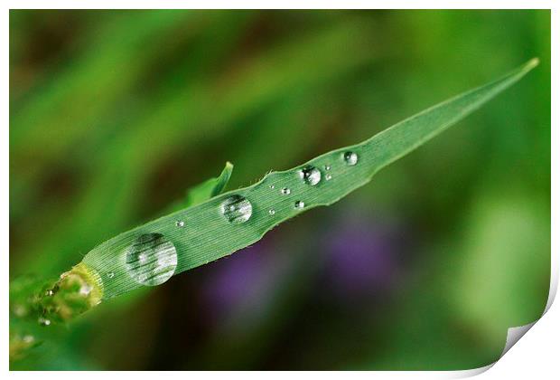 Beaded Grass Print by Rebecca Hansen