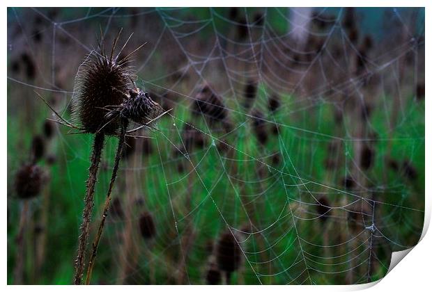 Webs and Teasel Print by Rebecca Hansen