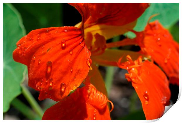 Raindrops on Tropaeolum Print by Rebecca Hansen