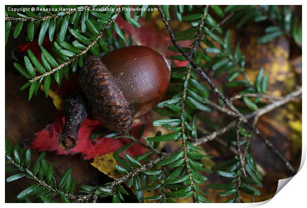  Autumn Acorn Print by Rebecca Hansen