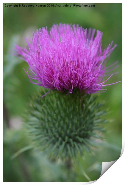  Thistle Print by Rebecca Hansen