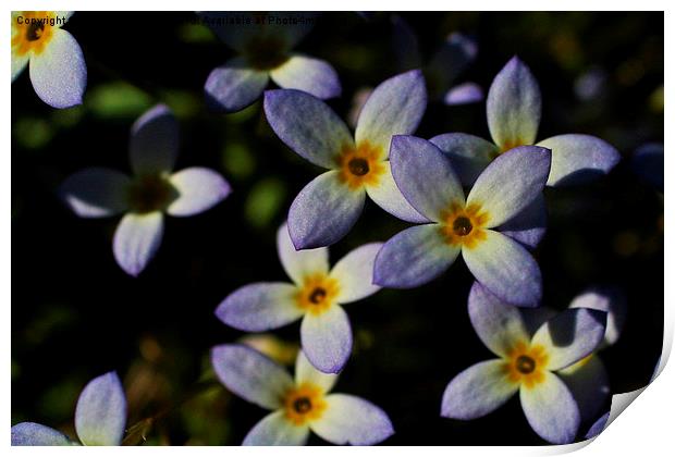  Bluets Print by Rebecca Hansen