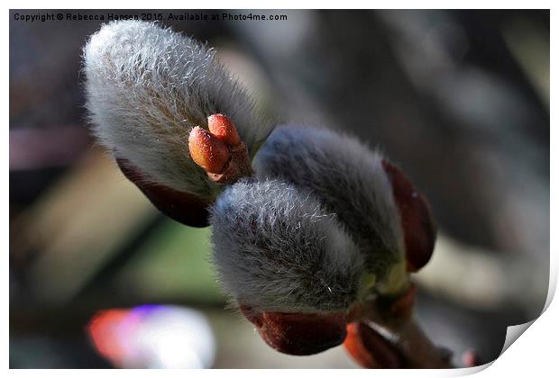  Pussy Willow Catkins Print by Rebecca Hansen