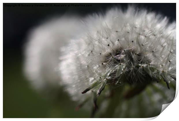  Dandelions Print by Rebecca Hansen