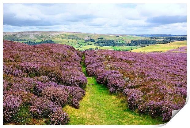  Yorkshire Moorland Print by Gisela Scheffbuch