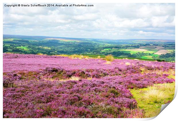  Heather in Bloom in the North York Moors Print by Gisela Scheffbuch