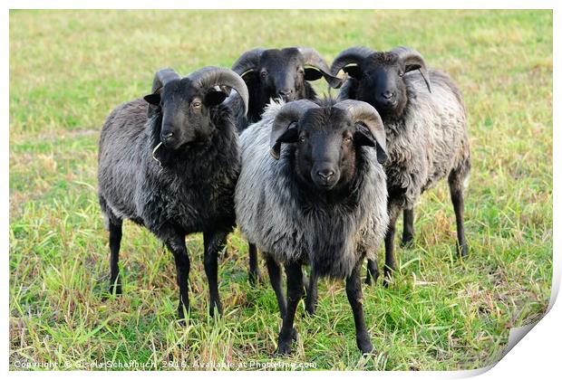 German Moorland Sheep            Print by Gisela Scheffbuch