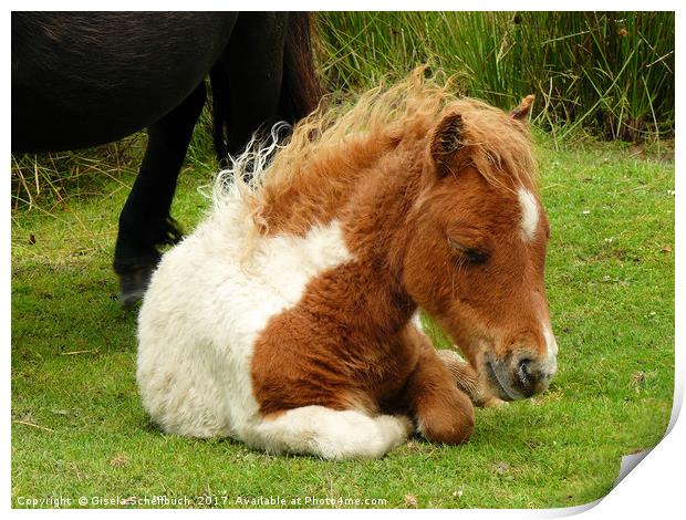 Wild Pony Foal Print by Gisela Scheffbuch