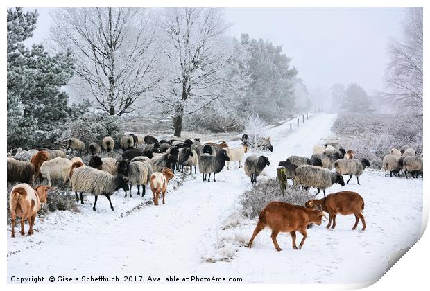 Moorland Sheep on a Frosty Winter Day Print by Gisela Scheffbuch