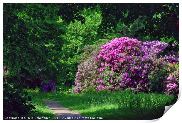 Amazing Rhododendron in the Park Print by Gisela Scheffbuch