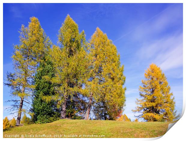 Idyll With Larches Print by Gisela Scheffbuch