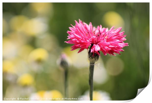 The Beauty of Pink Cornflowers Print by Rachel J Bowler