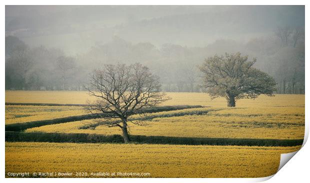 Golden Fields of England Print by RJ Bowler