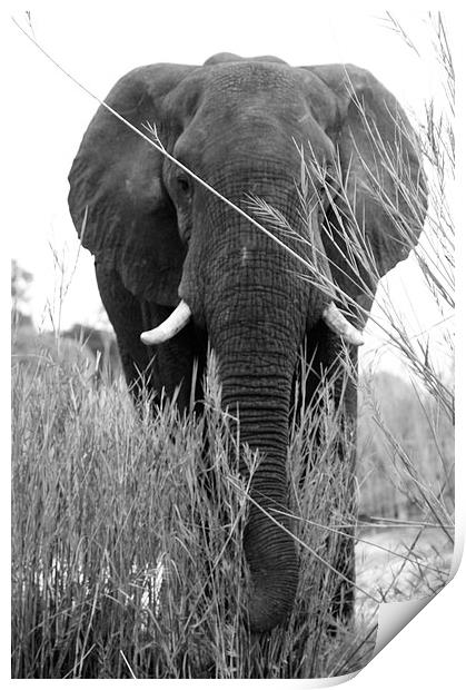 Elephant Head-on Print by Vince Warrington