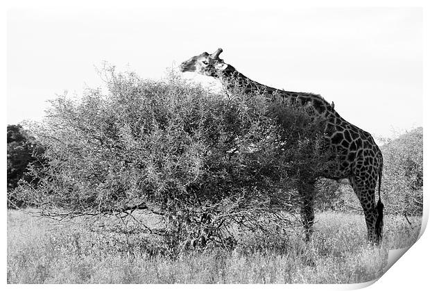 Lunch for a Giraffe Print by Vince Warrington