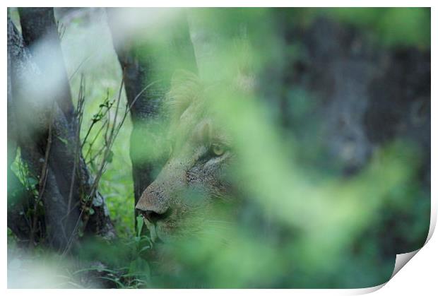Hiding In The Bush... Print by Vince Warrington