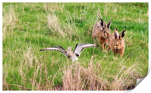 Hares chasing Redshank Print by Andy Wickenden