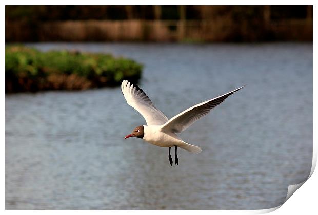 Black headed gull Print by Andy Wickenden