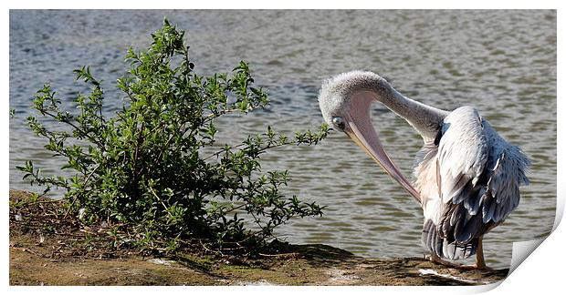 Pink backed Pelican Print by Andy Wickenden