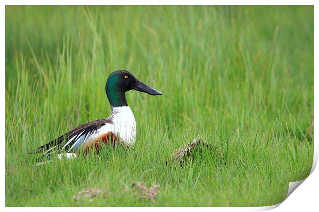 Male Shoveler duck Print by Andy Wickenden