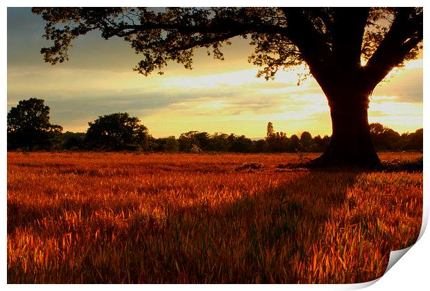 Corn Field Shadow Print by carol hynes