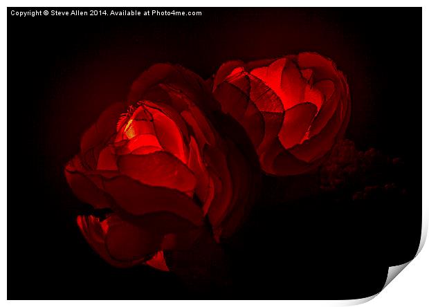 Valentine Roses Print by Steve Allen