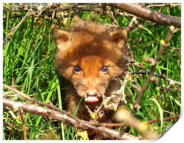 Friendly Fox Cub Print by Edward Dyer