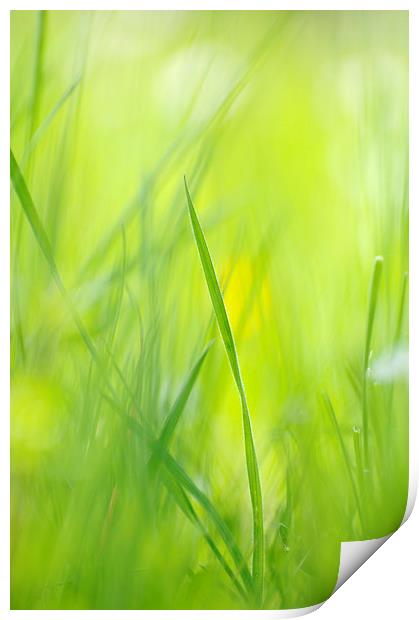 Green grass on spring meadow Print by Matthias Hauser