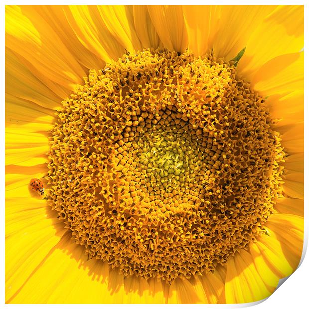 Giant sunflower and little ladybug Print by Matthias Hauser